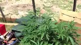 Colorado legal medical marijuana red card greenhouse grow pot weed legalization Mj mmj cannabis 2015
