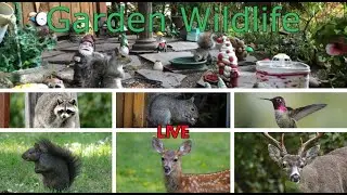 LIVE  Garden Friends with water sounds , BIRDS ,SQUIRRELS ,DEER, RACOONS ,RABBITS
