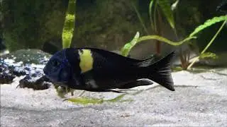 2600 Litres Tanganyika Novembre 2017