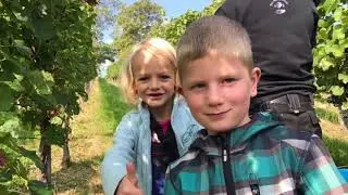 Kinder Weinlese Weingut B&uuml;chin 2017
