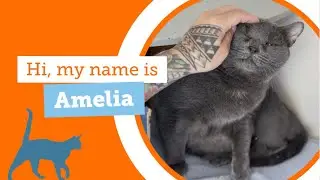 #Adoptablecat AMELIA is looking for her Prince Catnip to take her to a loving home!