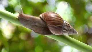 Bed Bug Treatment 209-456-5665 Keyes CA 95328 Rodent Control