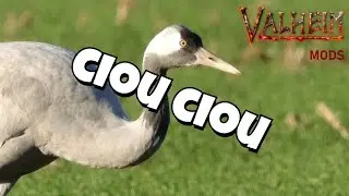L'abeille folle et canne &agrave; sucre. (Valheim mod)