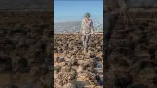 Stromatolites in Australia: The Oldest Surviving Traces of Life on Earth