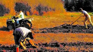 Growing potatoes as a companion of corn!