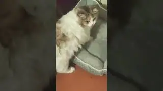 #омархайям #цитаты #мудрость #subscribe #shortvideo #funny #cat