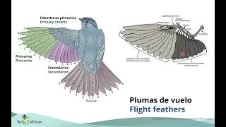 Understanding Molt in Caribbean Passerines. #BirdsCaribbean #CaribbeanBirdBanding #molt #birds
