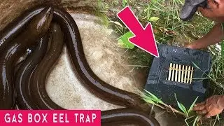 Brilliant Man Make Quick Eel Trap Using Box Gas With Bamboo, Easy Trap,  Simple Trap,  How To Make