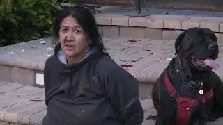 Did Woman Accused of Leading RV Chase Steal Dogs as Well?