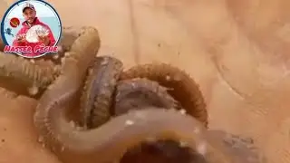 أحسن طريقة لإستخراج طعم بوخو 🐛🪱من واد الذهب الداخلة رفقة رايس عبد المالك في المنازل 🙏🐬