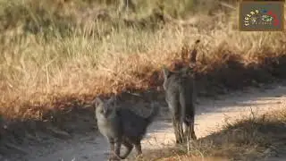 Jungle Cat:- Jungle cat walking on the forest floor with her little cub. Kanha National Park