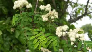 Educational videos on nature (Rowan - Leaves and flowers - May 2017)