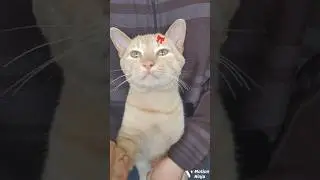 Gatito Se Qued&oacute; Dormido 😴 | Video Divertido de Gatos 🐱 #videodegatos #gatitos #gatosgraciosos