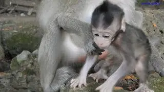 Just born 10 days ago,  newborn monkey Farrah looks like a one month old baby monkey