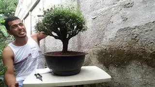 Serissa Información en Bonsai Habitat