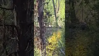 Hunting B.C. region 8 Princeton