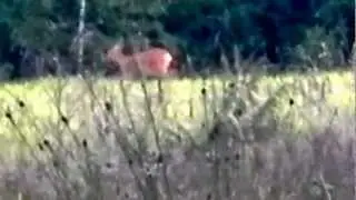 Sk&auml;llande r&aring;djur