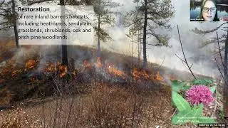 Fire for Diversity:  Understanding Forest Fire Ecology in Massachusetts.