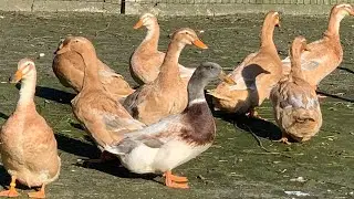 Саксонская утка