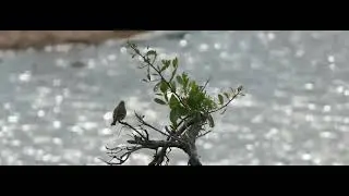 Yellow-Fronted Canary