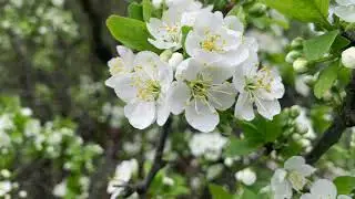 Plum - Слива