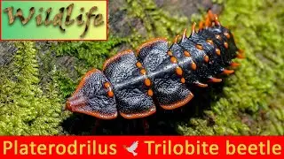 Trilobite beetle (Platerodrilus) / Trilobite K&auml;fer