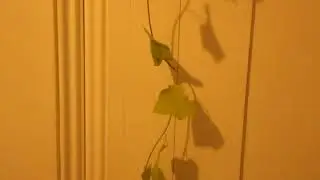vine