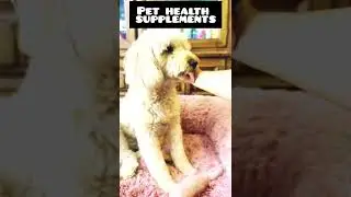 Best Pet Health Supplements for Dogs | Dog Care Tips in Hindi 🐾 | #shorts #dogproducts #doglife