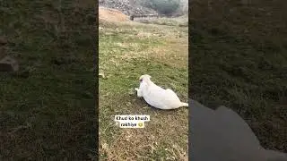 #motivation #love #coco #cockapoo #funny #comedymovies #funnyanimals #pets #funnycomedy #labrador