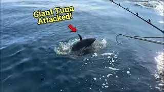 3 Men vs a Giant Tuna 😱 Insane Ocean Fishing Battle!