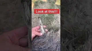 Did My Emu’s Wing Break Off?! 😱#shorts #emu