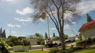Tree Removal - Cordova's Tree Service
