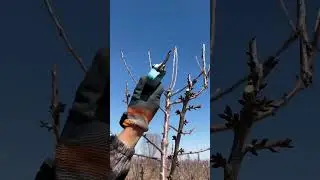 How to Prune a Cherry Tree for Faster Growth & More Fruit#satisfying #farming #pruning