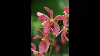 NO ADS | 8 Hours Meditation Relaxing Music, Relaxing Sleep Music, Stress Relief (Close Blossom)