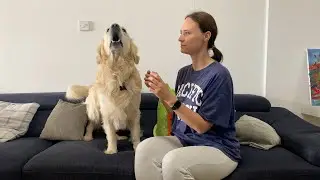 Freezing in front of my dog challenge with toy and cheese | Funny reaction