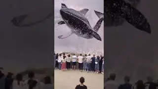 world biggest blue whale 🐳 ( real video )😯😲😨