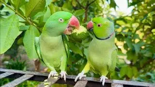 USA Smart Baird Video। American Ringneck Baird। Green Colour Parrot। Funny Parrot Video। Cute Baird।