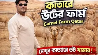 Qatar Camel Farm | কাতারের উটের খামার 🐪 | Desert Life | Tally Bangla