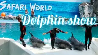 The Dolphin Show Safari World Bangkok|Dolphins In Action #youtubeshorts #dolphin