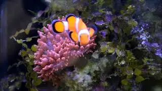 Akwaria morskie w pawilonie w Starym Zoo