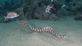 Martinique murenes