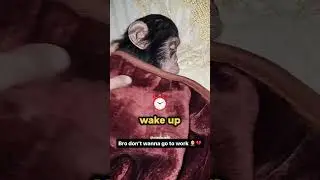 NEVER Try to Wake Up a Monkey...