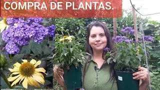 Compra de plantas para mariposas y polinizadores.