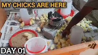 Unboxing 100 Day-Old Chicks | Beginner Poultry Farmer Journey