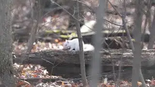Albino squirrel or leucistic🧐?