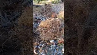 mat&eacute;ria org&acirc;nica que tirei do terreno