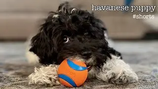 CUTE PUPPY ALERT 🚨 Havanese #shorts