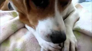 Canine Body Language -Lip Lick