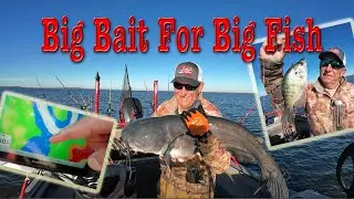 Fishing With Big Bait To Catch Bigger Catfish. Catfishing Lake Oologah Oklahoma.