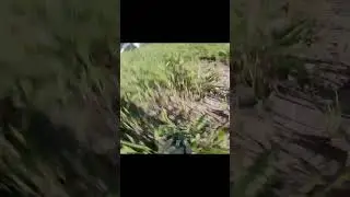 FPV, Watch Out For Birds #fpv #quadcopter #fpvaddicted #fpvdrone #fpvaddiction